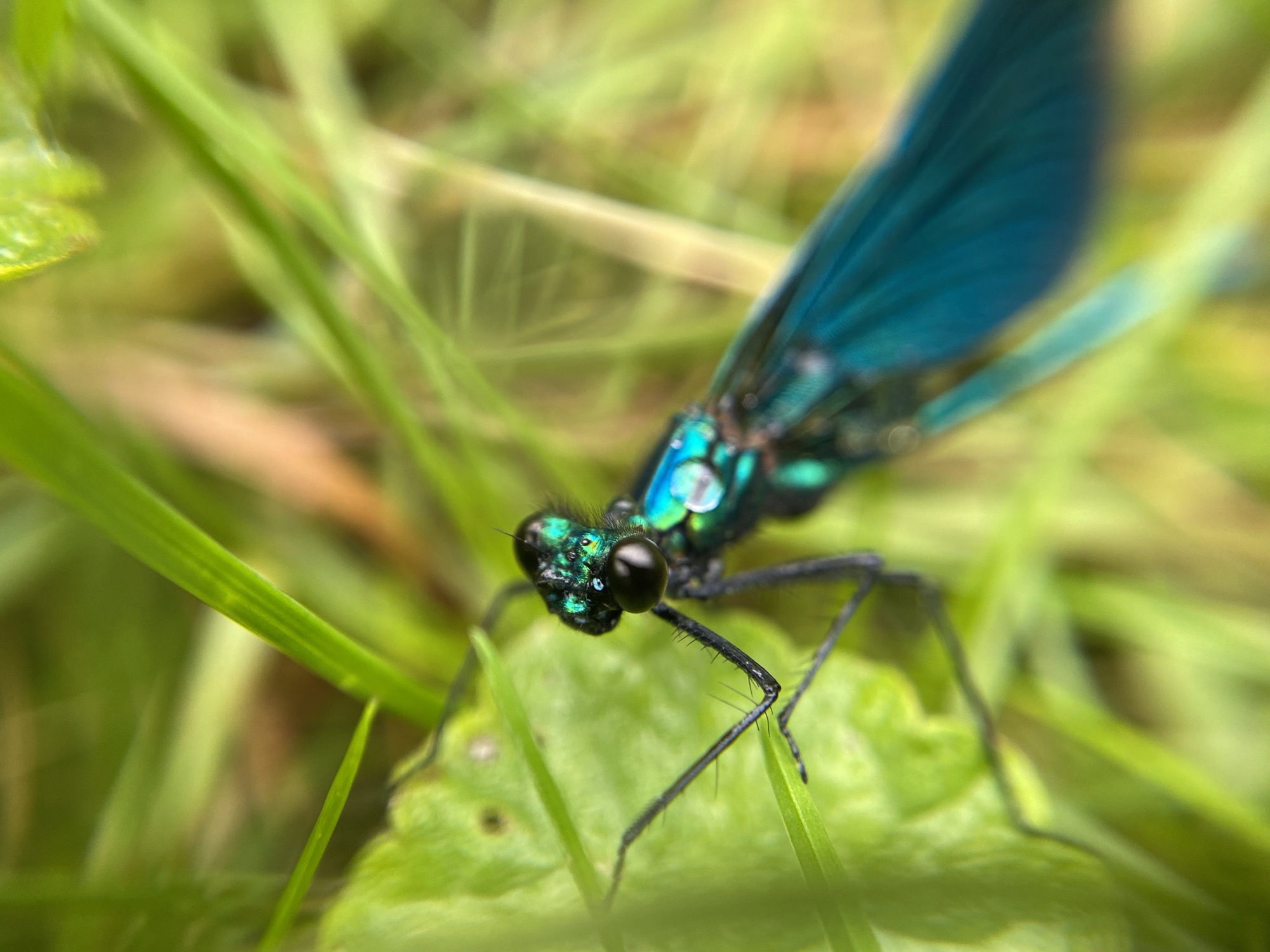 Prachtlibelle in Nahaufnahme, fotografiert mit dem Smartphone und Lupenaufsatz